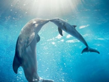 Биологи рассказали, как киты и дельфины переживают смерть собратьев