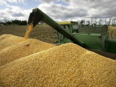 55% пшеницы нового урожая в Украине в 2016/17 МГ классифицируется как продовольственная