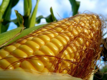 Украинские селекционеры выводят уникальный сорт кукурузы