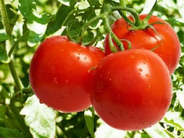 Ученые создали сорт долгохранящихся помидоров