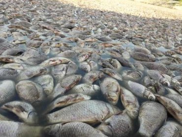 Катастрофа на реке в Запорожской области: река высохла, берег завален мёртвой рыбой