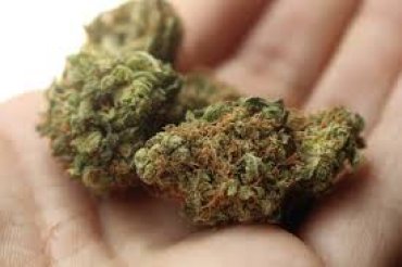 Исследование: подростки теряют интерес к марихуане, если она легализована