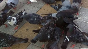 Власти Магадана запретили кормить голубей