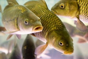 Биологи впервые обнаружили у рыб способность видеть сны