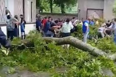 В Азербайджане упала ветка 500-летнего дерева и придавила 19 туристов