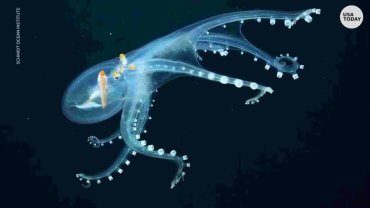 Ученые вперые сняли на видео редкого прозрачного осьминога