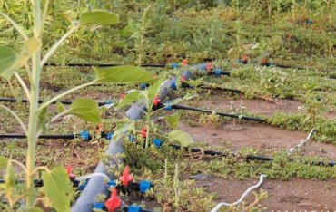 На Херсонщине обнаружили рекордный посев конопли