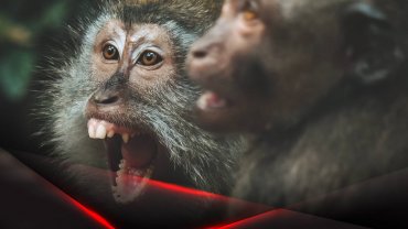 В России обнаружен первый случай заражения оспой обезьян