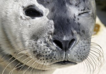 Ученые выделили у тюленей опасный для людей штамм гриппа