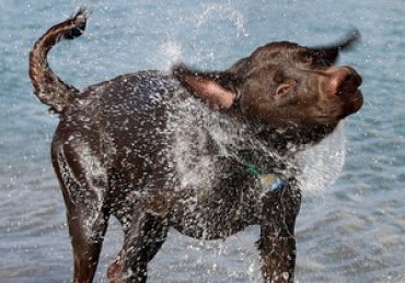 Американские ученые выяснили, как собаки стряхивают воду