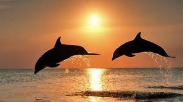 А. Прогнимак: Спасти дельфинов от варварского отношения людей сможет экопатруль