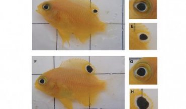 Рыбы научились выращивать глаза на хвосте