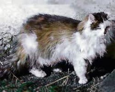 Известный швейцарский кот не дожил до рекорда