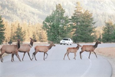 Канадские дороги оснастят системой распознавания оленей