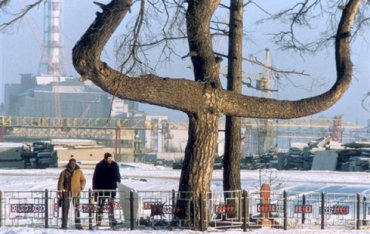 В Чернобыле обнаружены деревья-мутанты