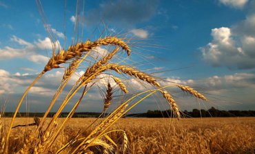 Самый большой за всю историю Украины урожай пшеницы подтвердил пророчество Синди Джейкобс
