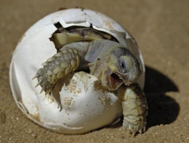 Черепахи — лучшие специалисты в сенсорных технологиях