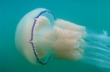 Медузы используют для поиска добычи суперкомпьютерные технологии