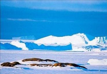 В Антарктиде зарегистрированы новые признаки жизни