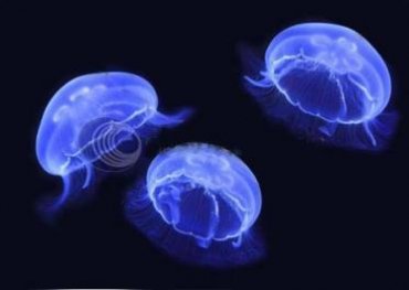 На Филиппинах появились медузы с подсветкой