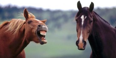 Ученые: Лошади пользуются мимикой
