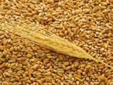Украинские аграрии намолотили более 34 млн т зерна