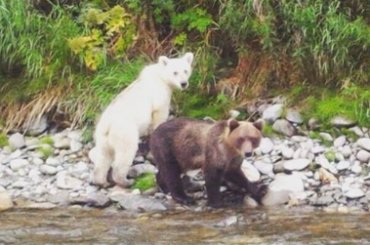 На Камчатке впервые обнаружен белый медведь