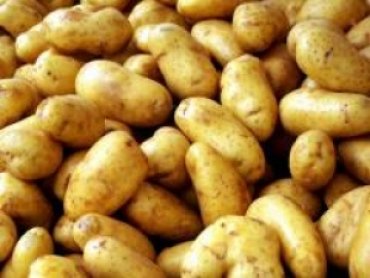 В Украине производство картофеля увеличилось на треть