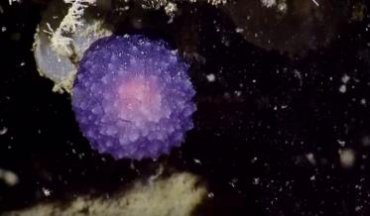 Обнаружено неизвестное фиолетовое существо на дне океана