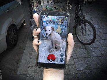 Как Pokemon Go, только полезней: в Запорожье подсчитать бездомных собак собрались с помощью приложения