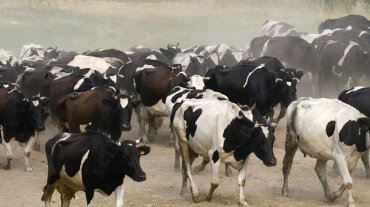 Danone перевезет из Европы в Сибирь пять тысяч коров