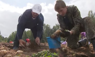 Лукашенко с сыном Колей выкопали 105 тонн картошки
