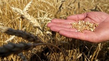Основным поставщиком зерновых в Саудовскую Аравию может стать Украина