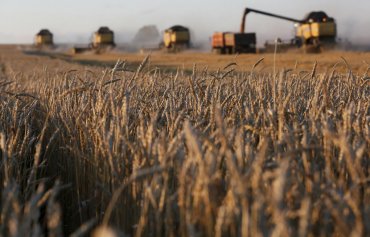 Украинские аграрии будут выращивать паприку для Индии
