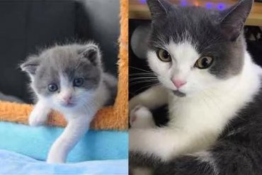 В Китае запустили услугу по клонированию кошек