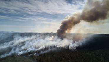 Площадь лесных пожаров в России за сутки выросла на 8 тыс. гектаров