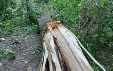 Во Львове во время урагана погибли два человека