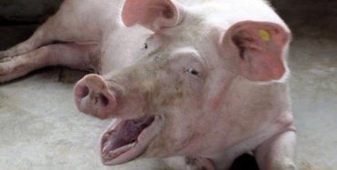 Вчені оживили свиню за годину після смерті: на черзі людина