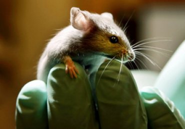 Ученые вернули мышам обоняние с помощью генной терапии