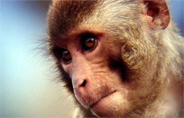 Ученые научили обезьян принимать нужные решения с помощью микрочипа