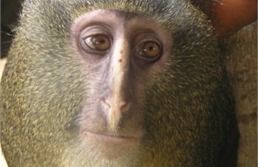 В Африке обнаружили ранее неизвестный вид обезьян