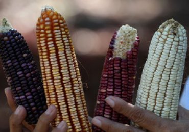 Украина может стать крупнейшим экспортером кукурузы в мире