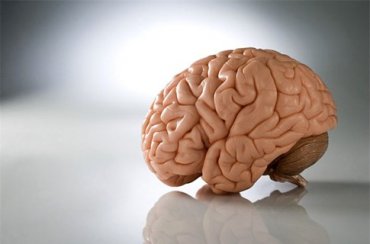 Австрийские ученые вырастили подобие мозга