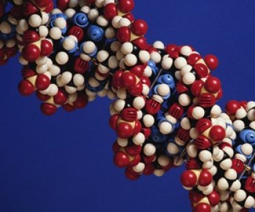 ДНК-клей поможет в создании трехмерных наноструктур