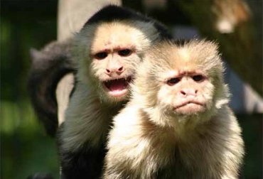 150 обезьян устроили дебош в аэропорту «Борисполь»