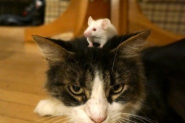Зараженные токсоплазмой мыши не боятся кошек