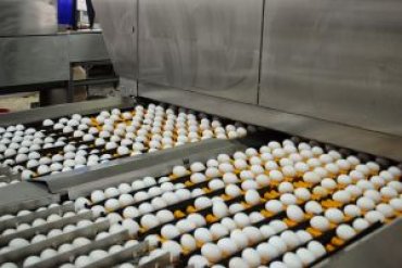 В Украине выросло производство мяса, молока и яиц