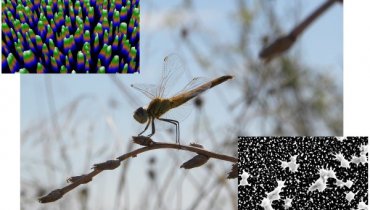 Ученые создали бактерицидне нанопокрытие благодаря крыльям стрекозы