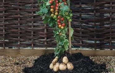 Британские ученые скрестили картофель и помидор