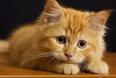 Ученые назвали причину «свободолюбия» кошек
